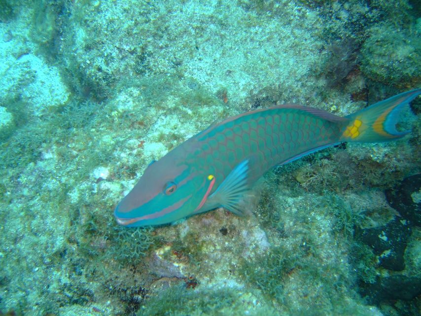 4400_DSCF5828_Bouillante_-_Reserve_Cousteau_en_face_de_Malendure_-_Poisson_Perroquet